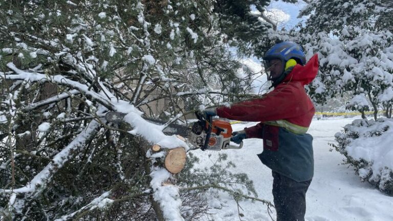 tree cutting 800x450 1 768x432