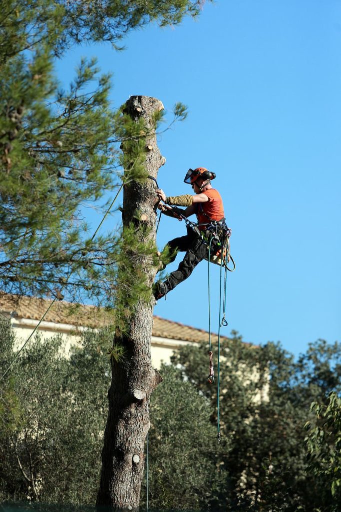 tree removal1 683x1024 1