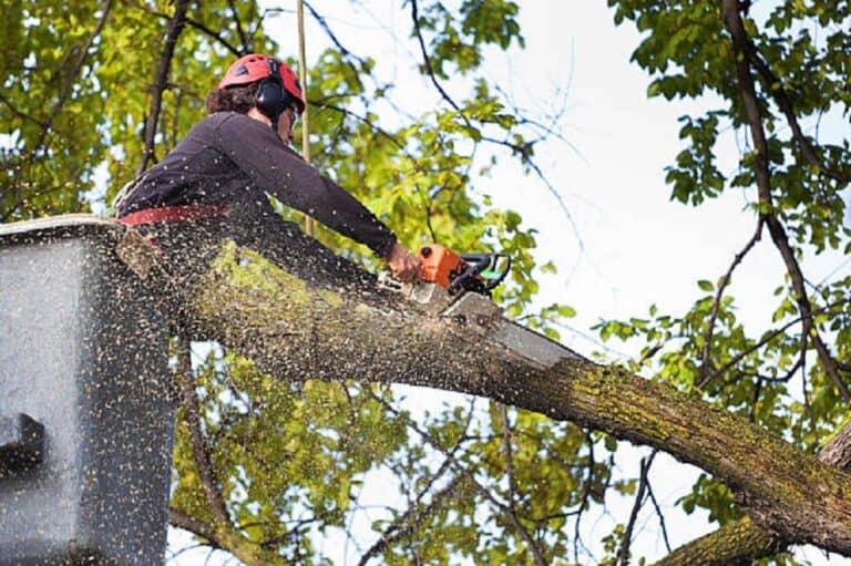 Calgary Emergency Tree Removal Services 768x511