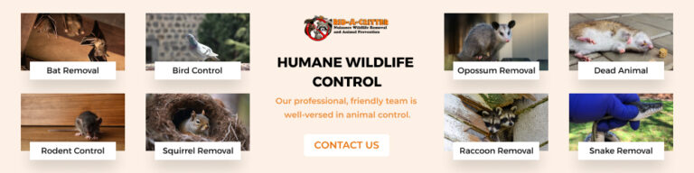 Rid A Critter Graphic 1000x250 1 768x192