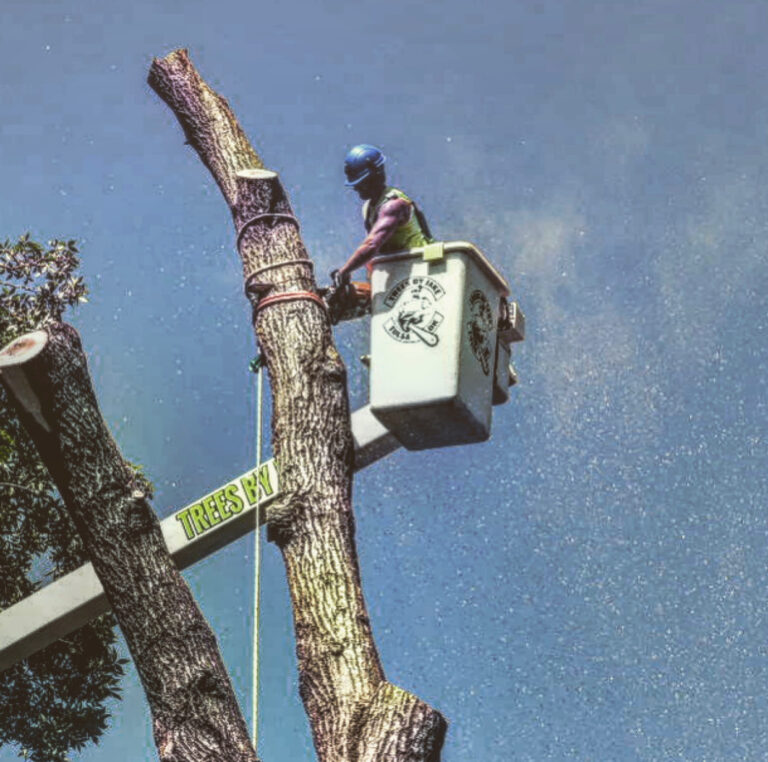 EmTrhacSh6cN5ekd2d16lCOfbPnsV3k5rRnOp5by 768x762