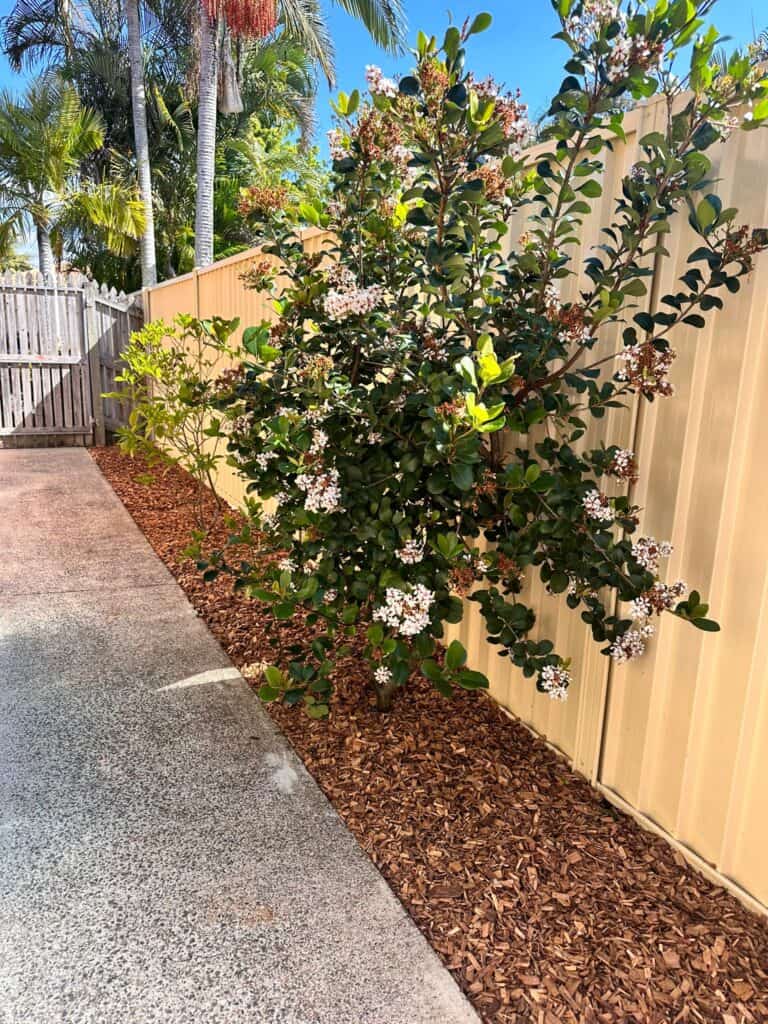 Brothers Gardenscape -