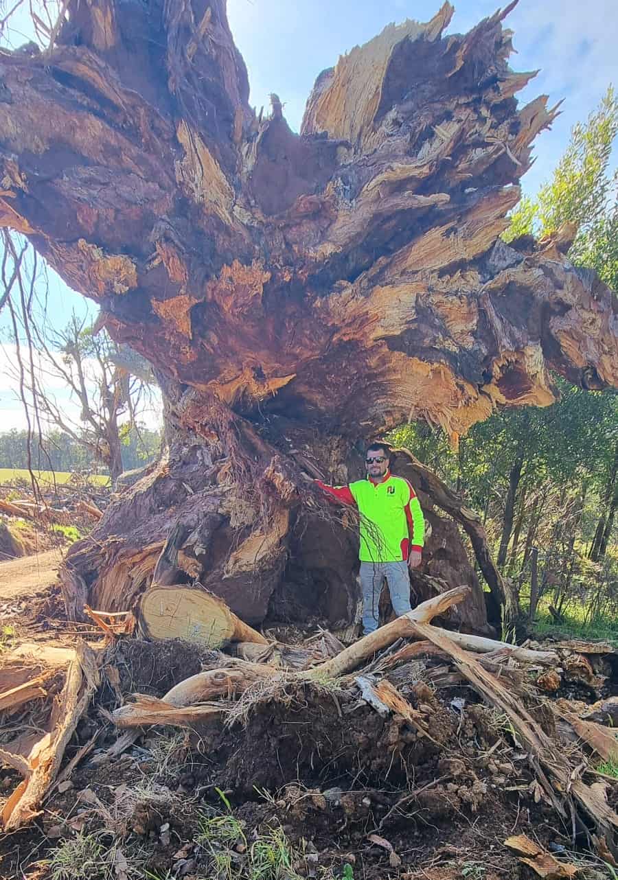 AJ Quality Arborists -