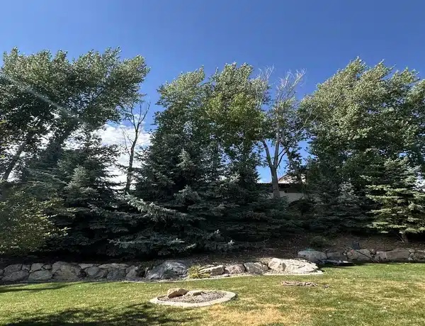 tree service mapleton ut