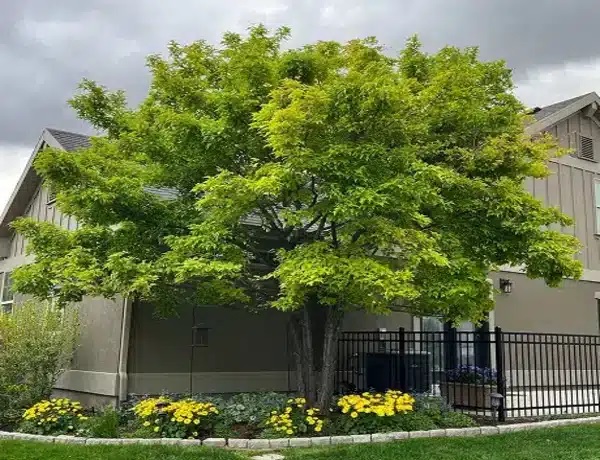 tree service provo ut 1