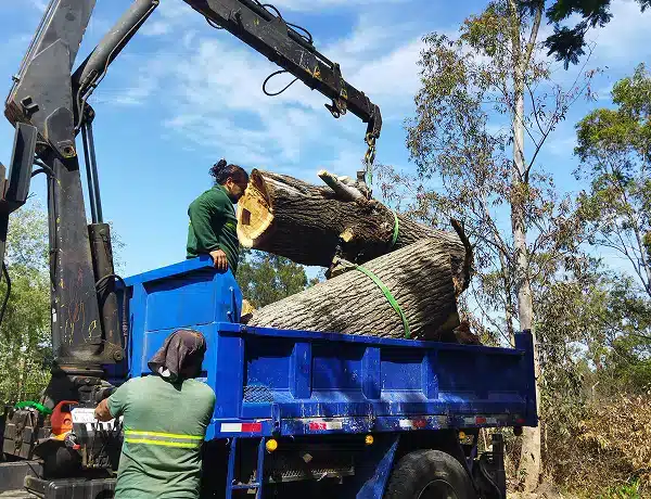 tree service springville ut