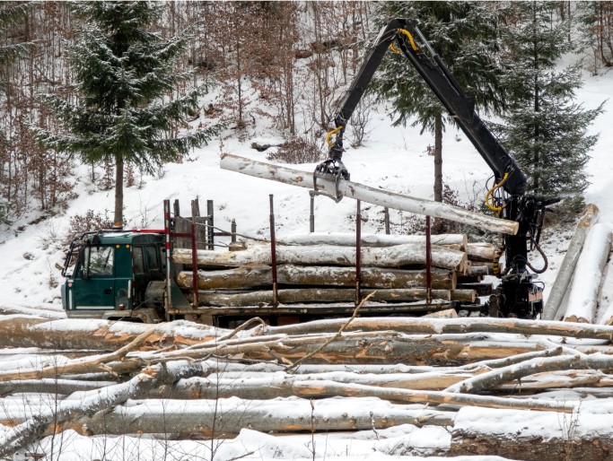 PLP Tree Service Marysville blog1 1