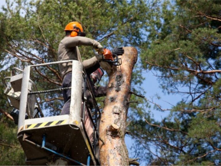 PLP Tree Service Marysville blog1 2 768x578