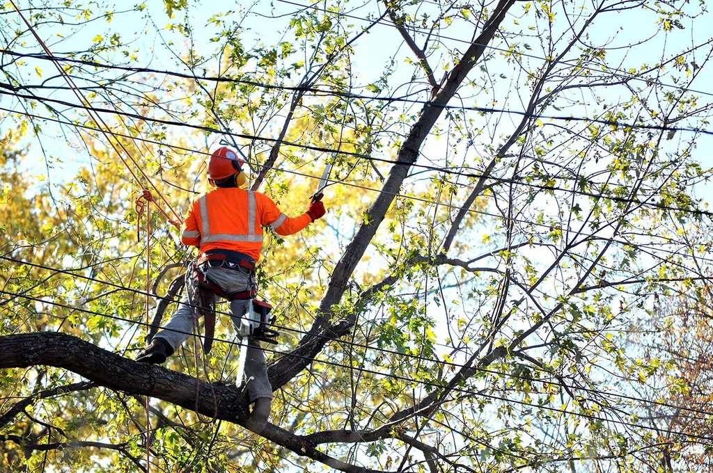 PLP Tree Service Marysville -