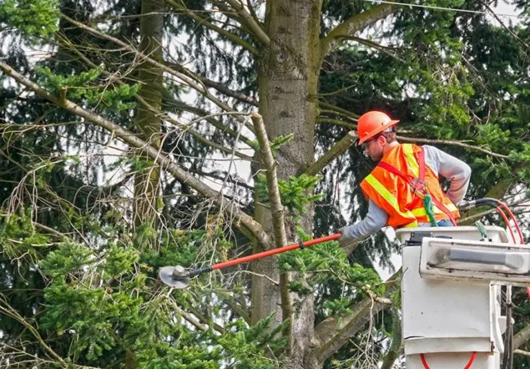 PLP Tree Service Marysville blog2 2 768x535