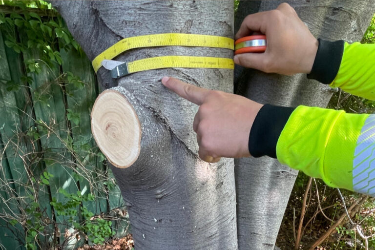 tree health condition reports melbourne 768x512