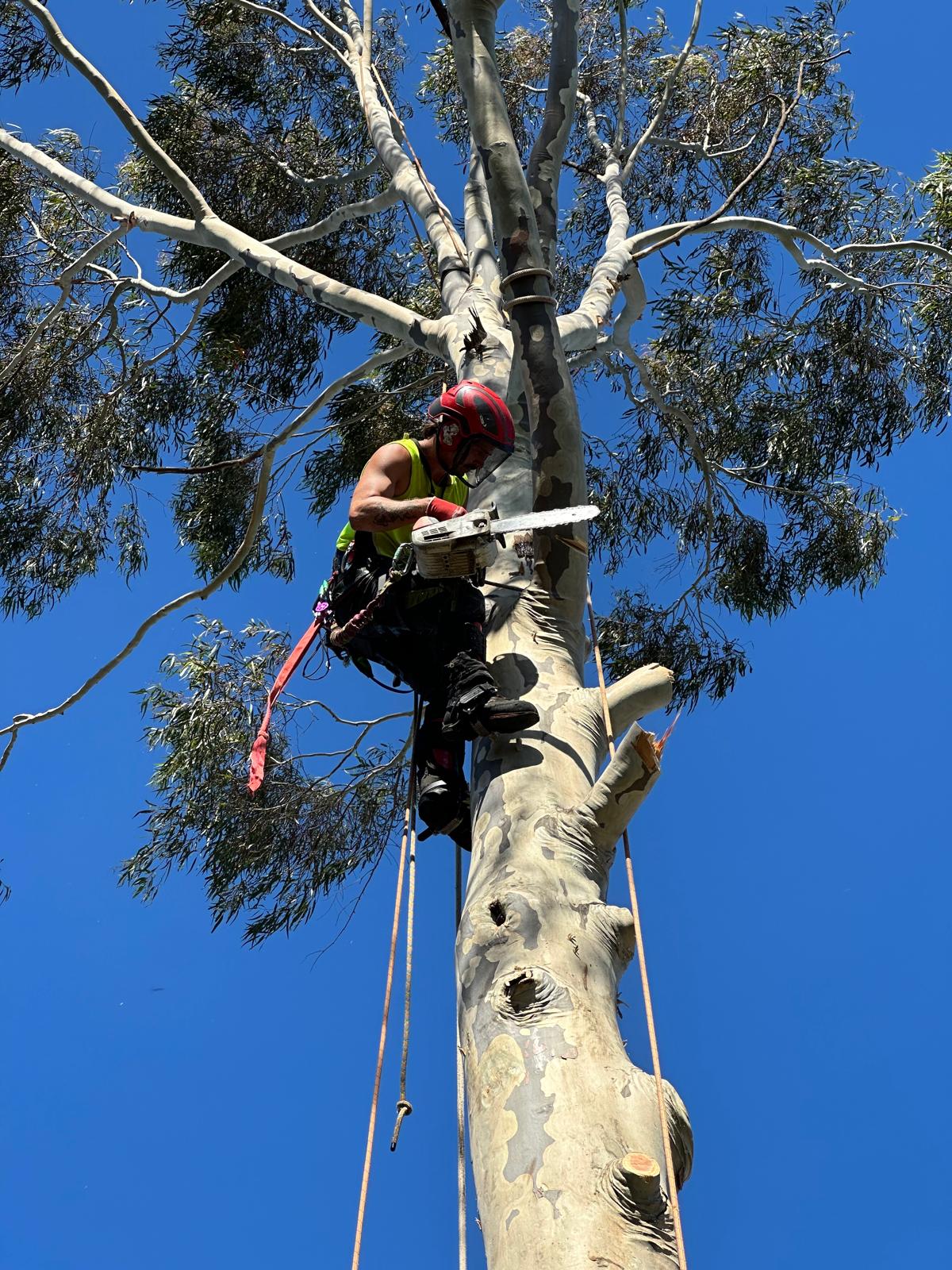 Tree Trotters Victoria -