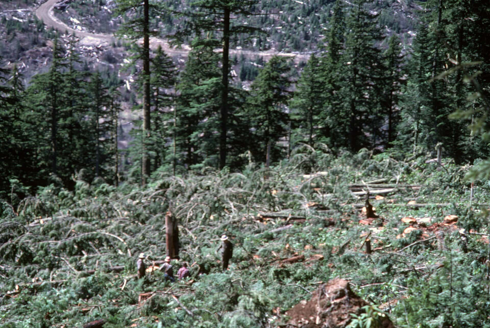 Logs stacked beside a timber harvest operation in a national forest